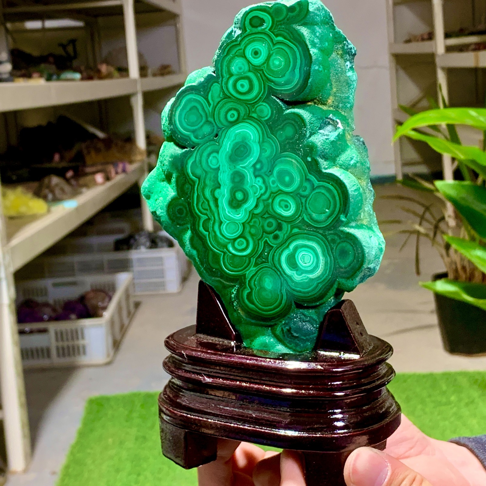 1.92LB Natural glossy Malachite transparent cluster rough mineral sample healing