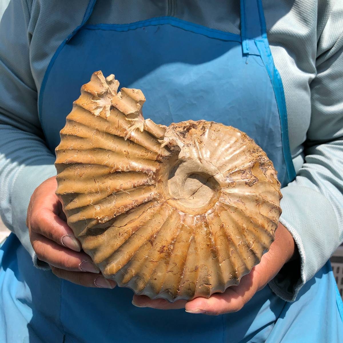 4.18LB Natural Polished Ammonite Fossil with Suture Detail healing