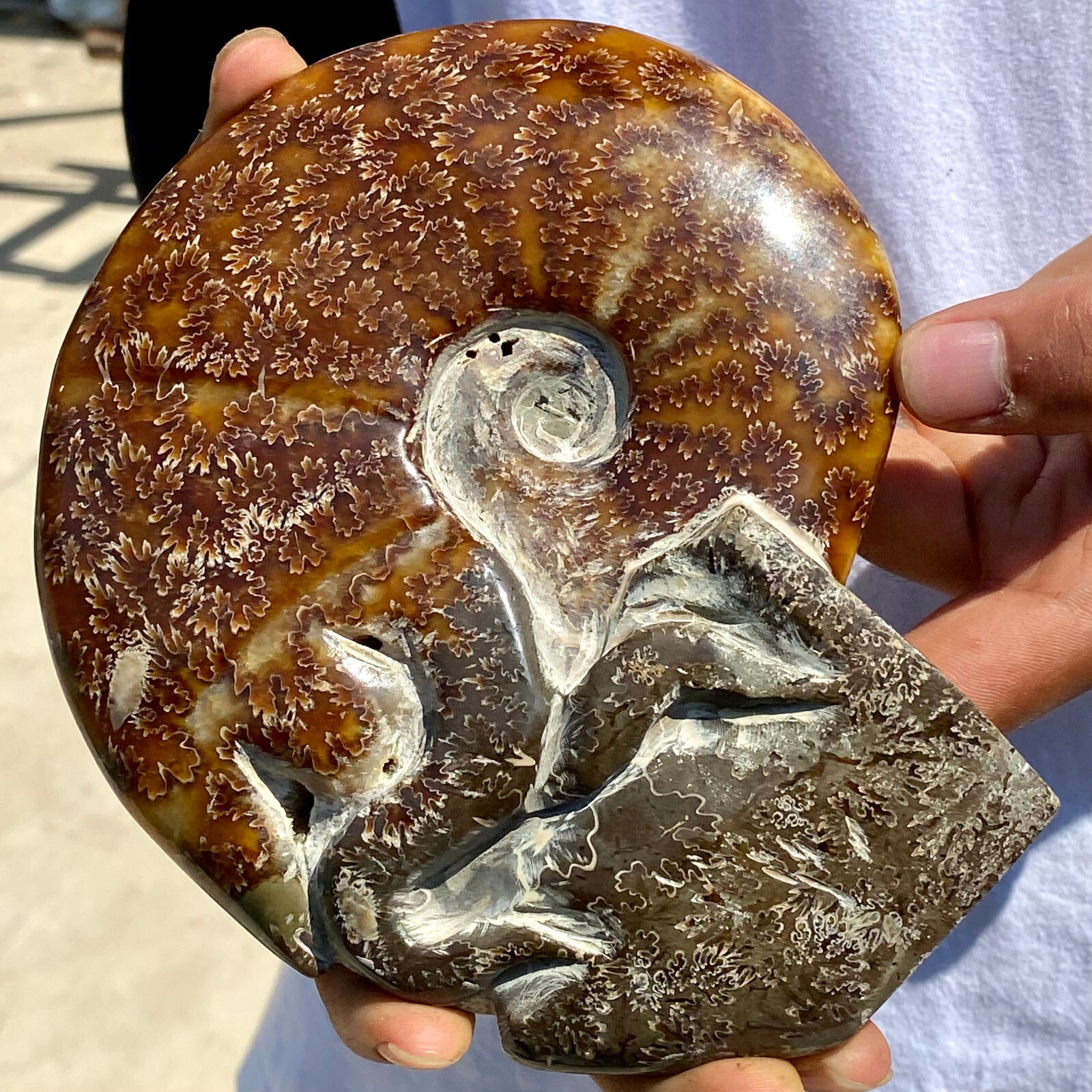 1.92LB Rare natural polished Natural conch fossil specimens of Madagascar