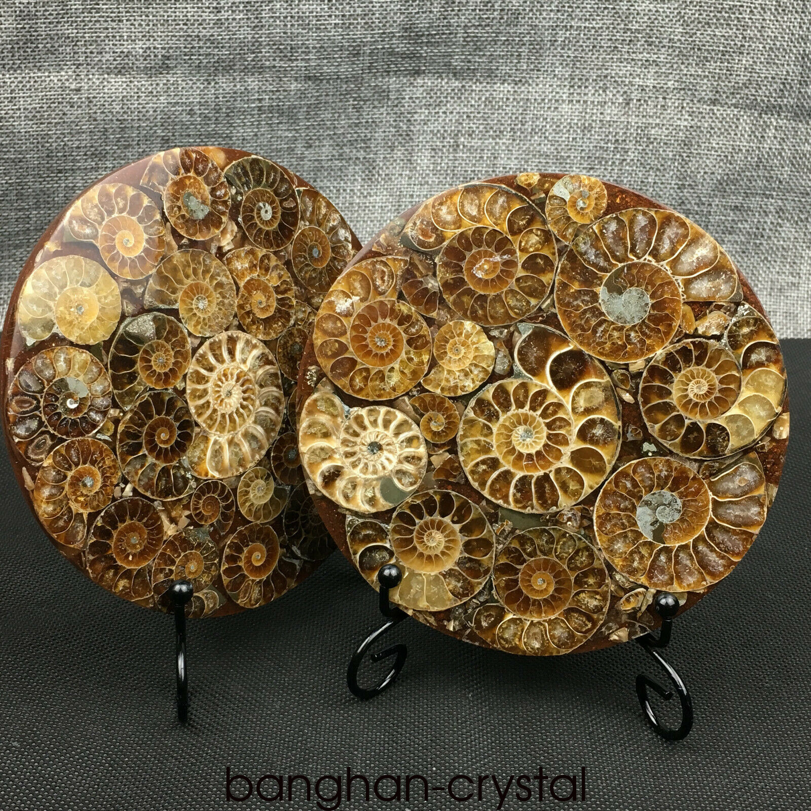 1pc Natural Ammonite Disc Fossil Conch Specimen Healing Home decoratio+Stand