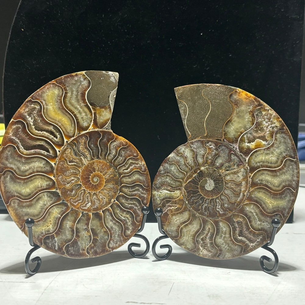 TOP 200G+ Natural ammonite fossil conch crystal specimen healing care 1pc