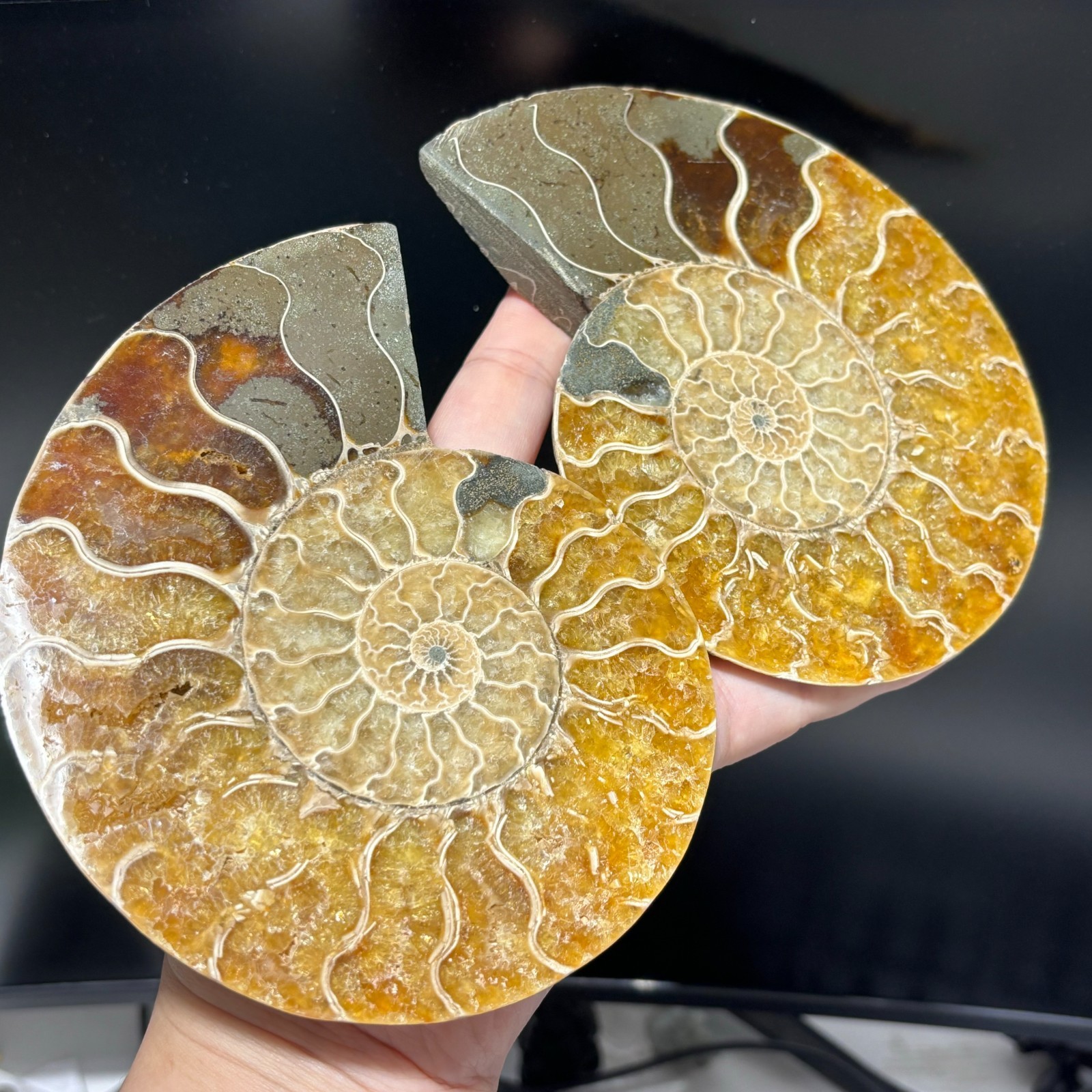 TOP 200G+ Natural ammonite fossil conch crystal specimen healing care 1pc