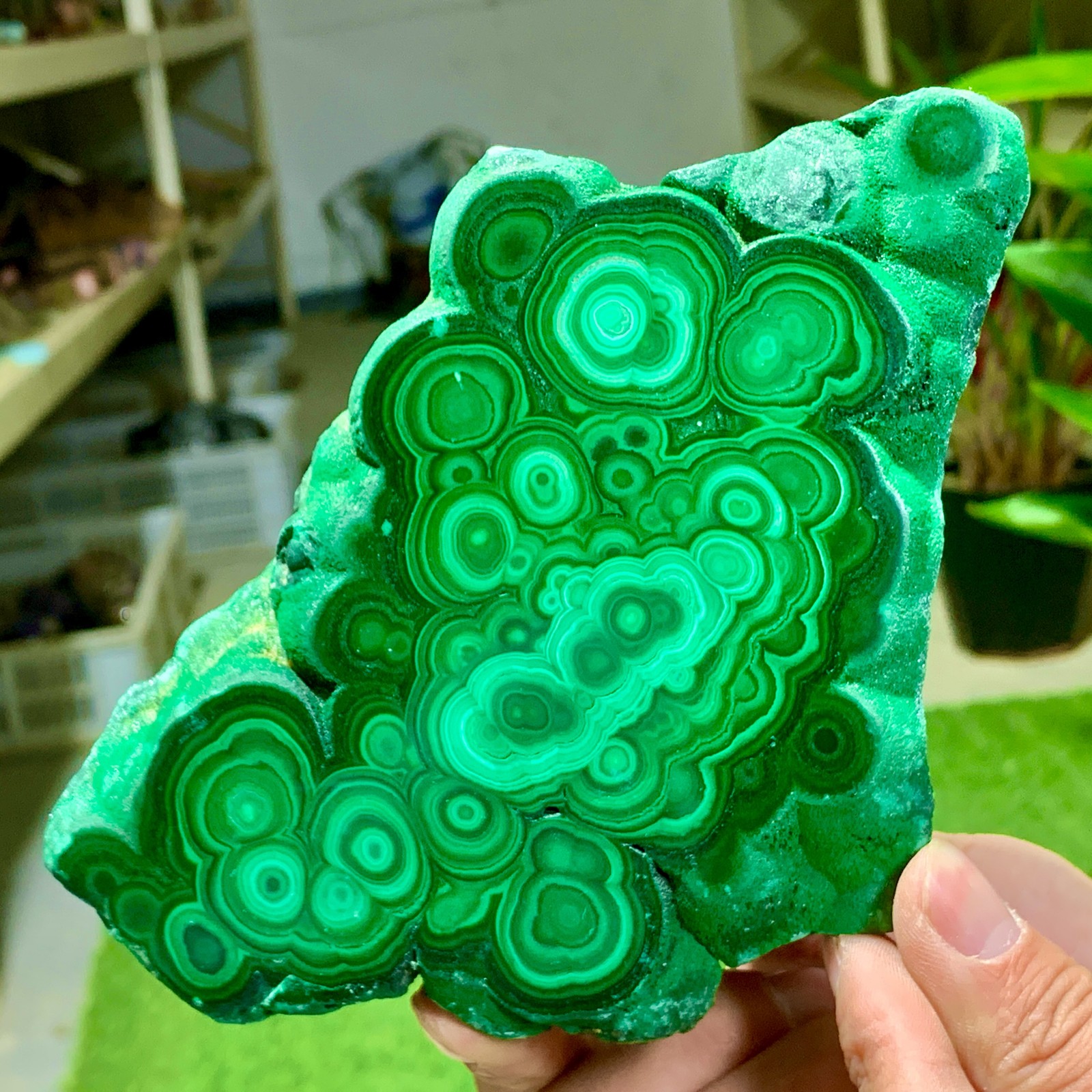 1.92LB Natural glossy Malachite transparent cluster rough mineral sample healing