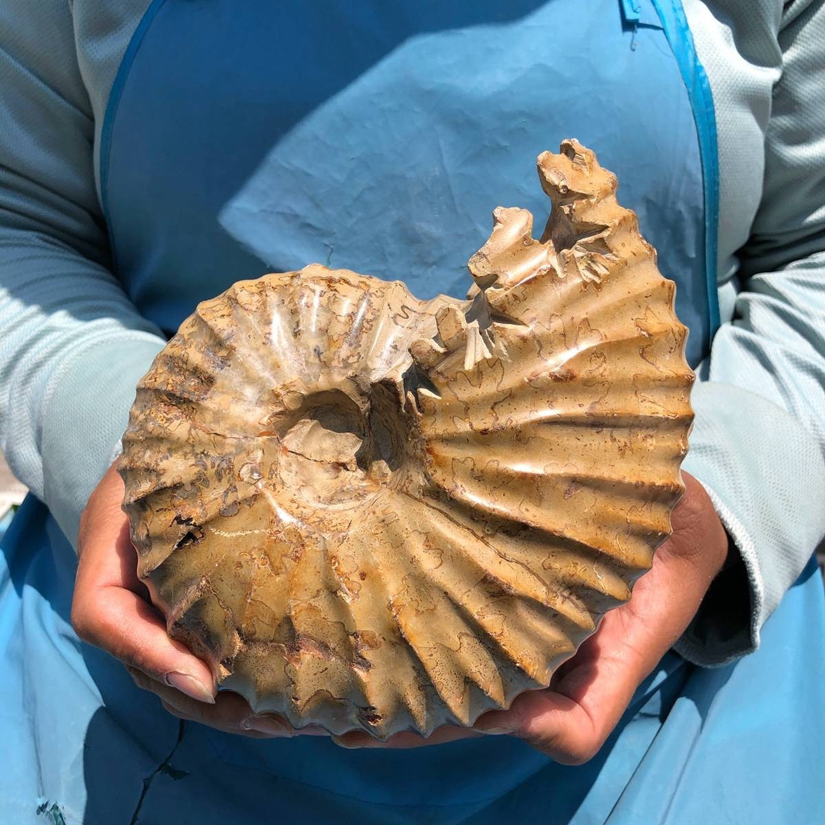 4.18LB Natural Polished Ammonite Fossil with Suture Detail healing
