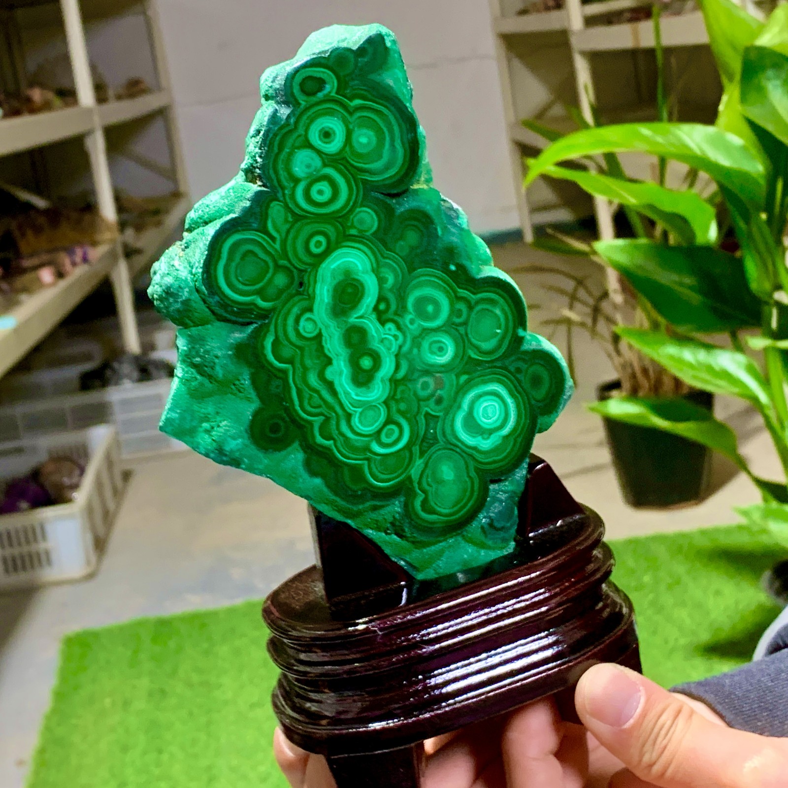 1.92LB Natural glossy Malachite transparent cluster rough mineral sample healing