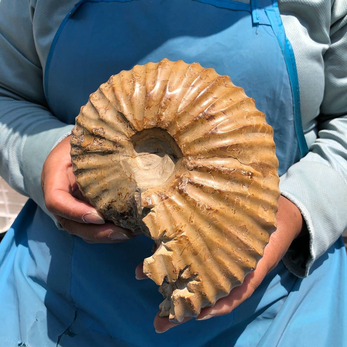 4.18LB Natural Polished Ammonite Fossil with Suture Detail healing