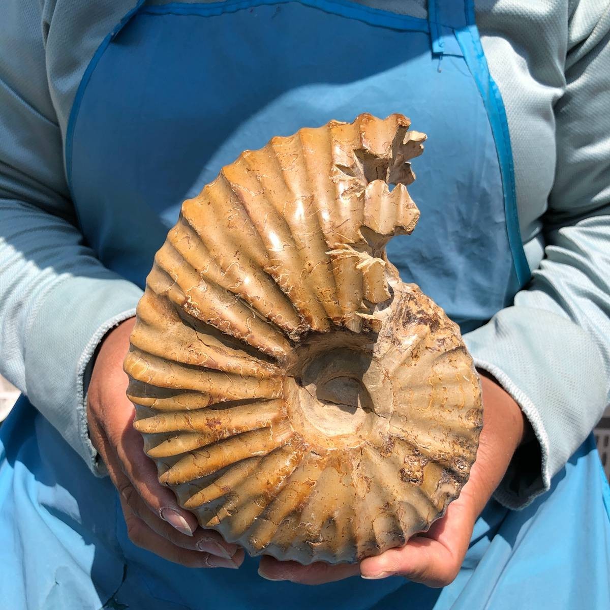 4.18LB Natural Polished Ammonite Fossil with Suture Detail healing