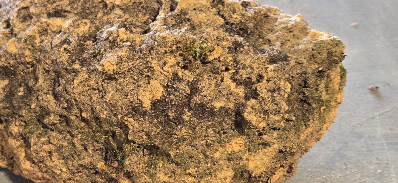 7″ Medium Pumice Stone Floating Natural Rock Carnivorous Succulent Garden #932