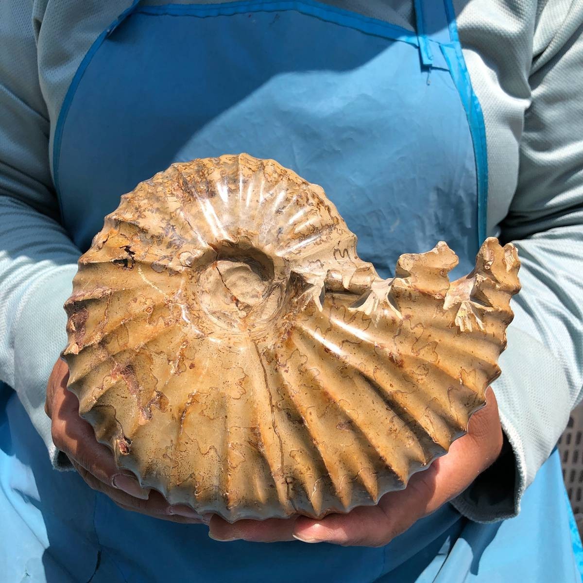 4.18LB Natural Polished Ammonite Fossil with Suture Detail healing