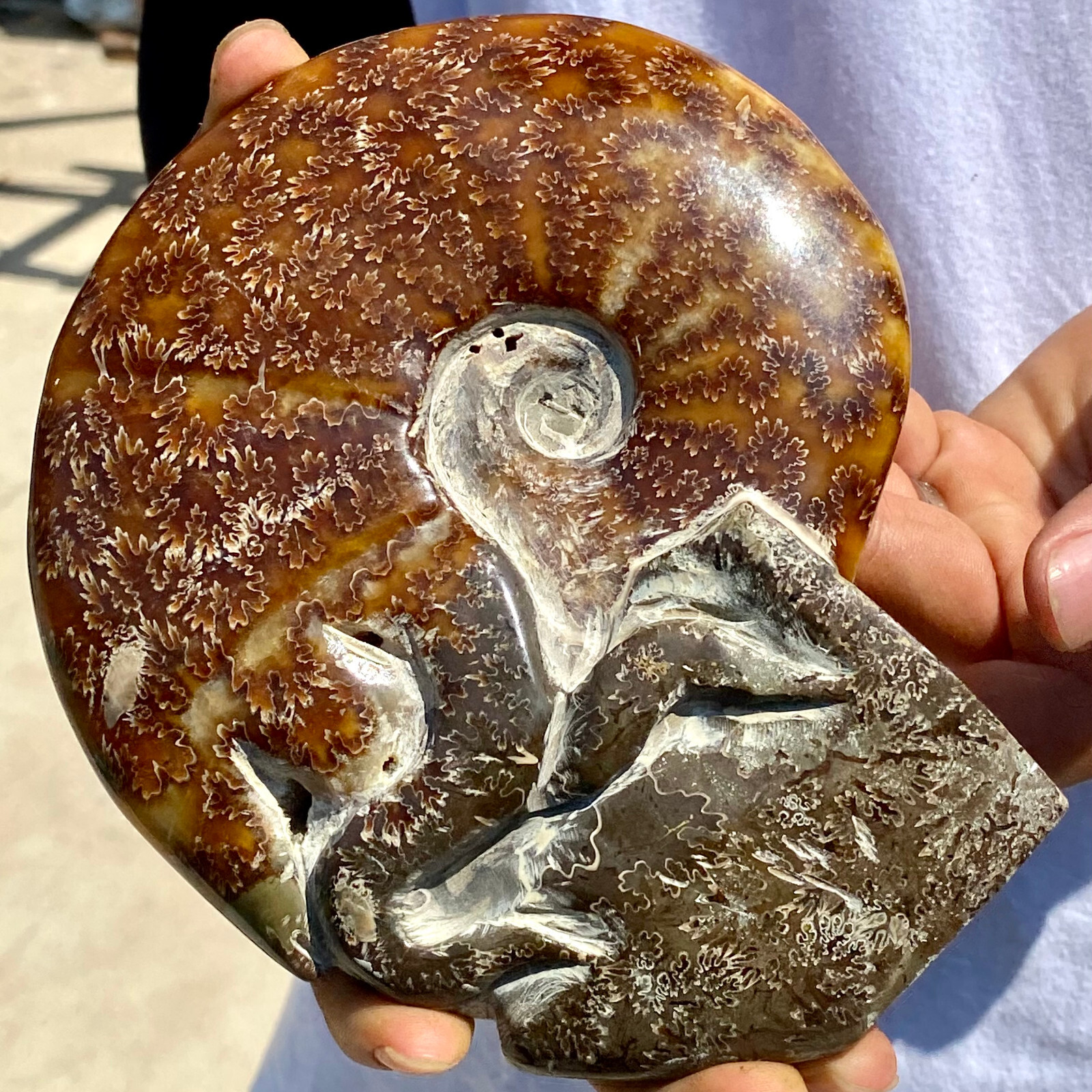 1.92LB Rare natural polished Natural conch fossil specimens of Madagascar