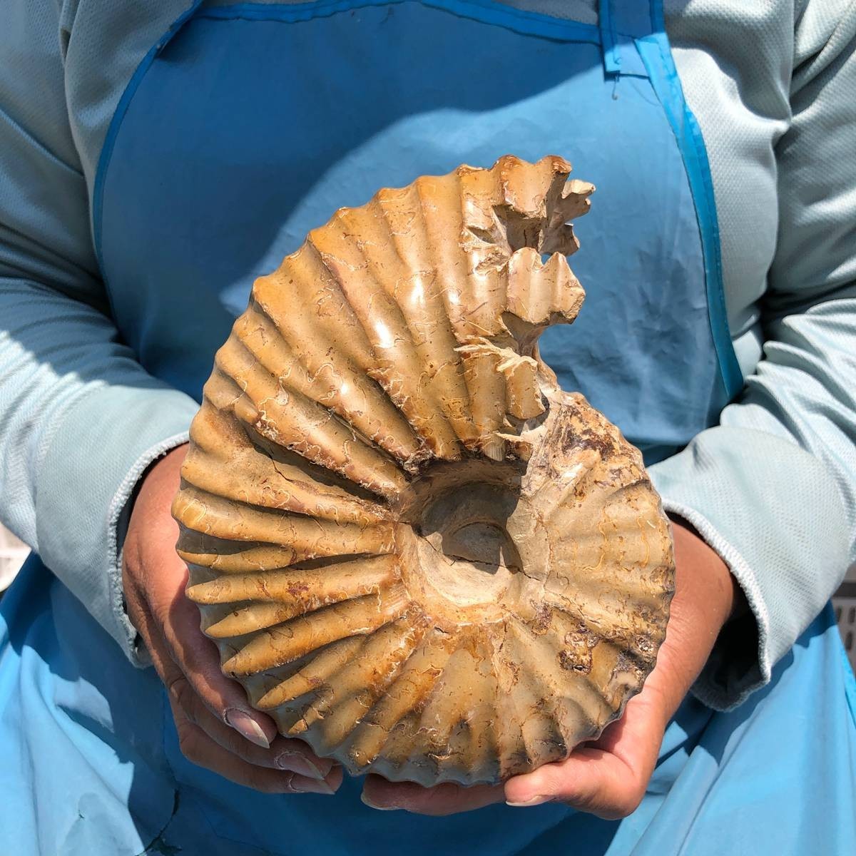 4.18LB Natural Polished Ammonite Fossil with Suture Detail healing