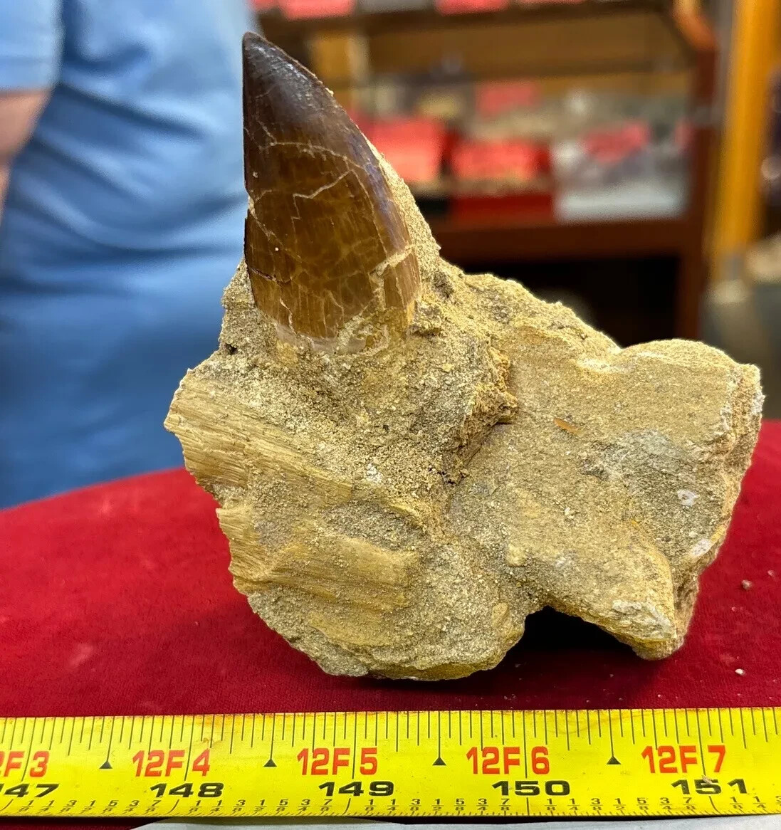 245g Mosasaurus Tooth in Matrix Excellent Condition – Utah, US