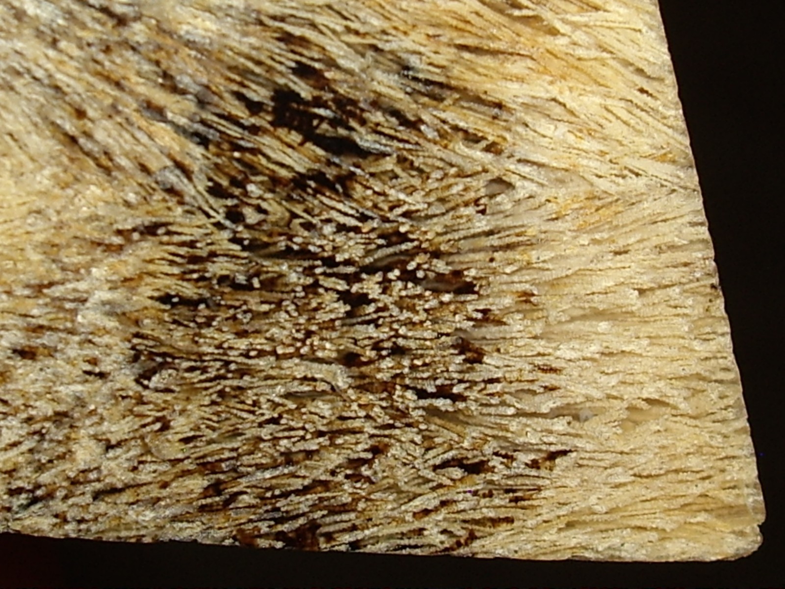 Fantastic Sagenite Agate Polished Freeform w/ Unknown Fibrous Inclusions 144.6g
