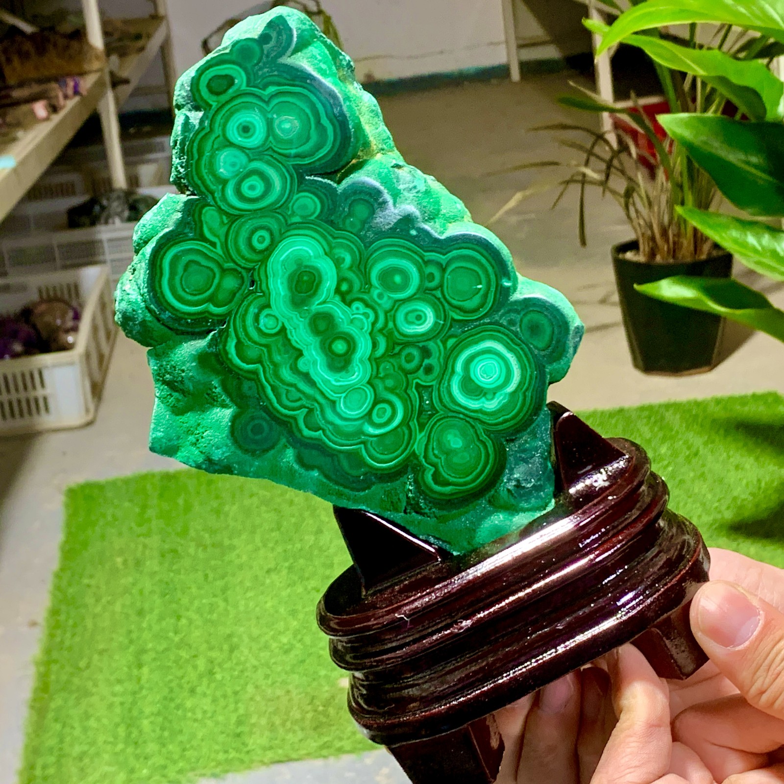 1.92LB Natural glossy Malachite transparent cluster rough mineral sample healing