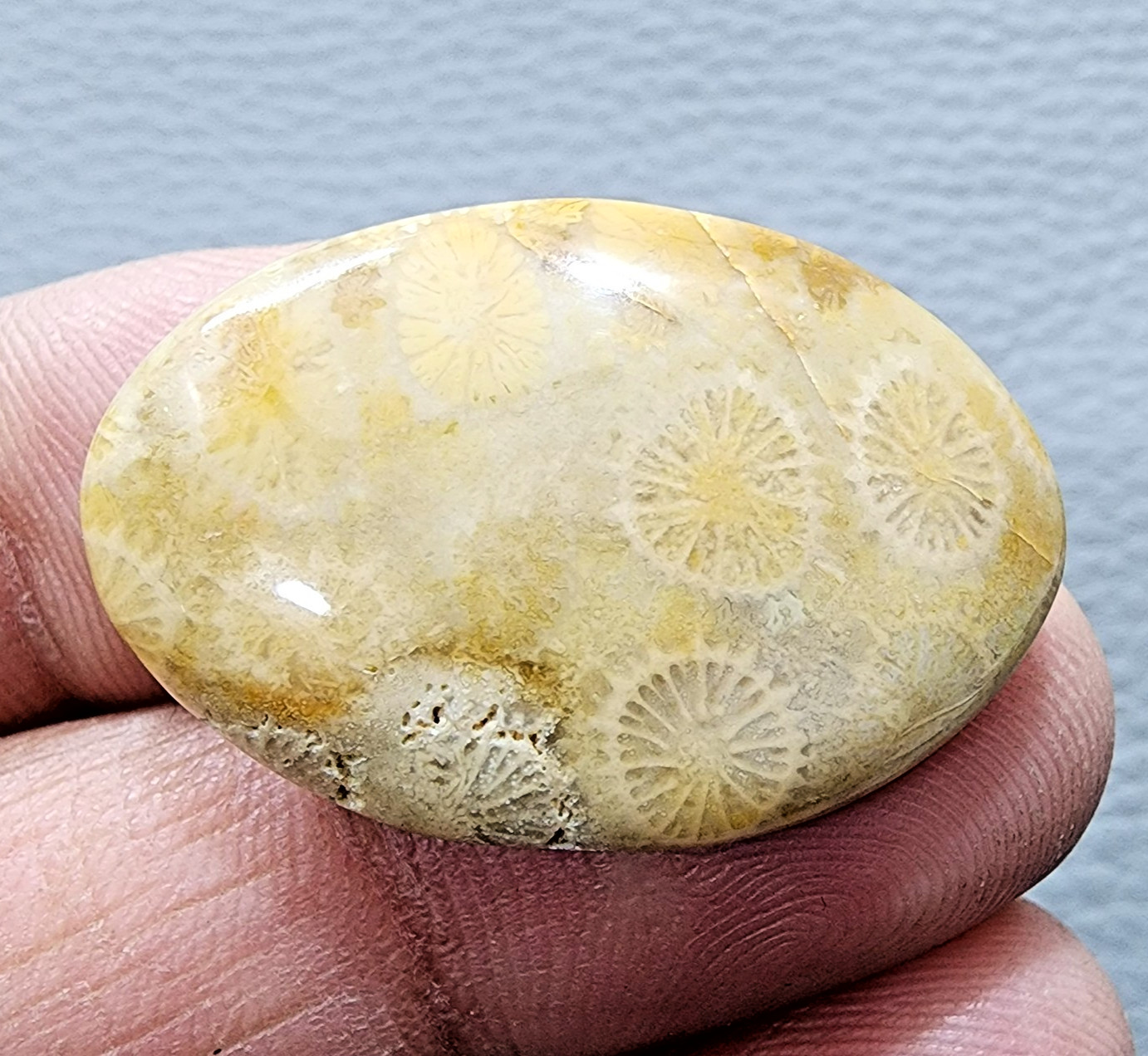 36.60Ct Yellow Fossil Coral Oval Shape Gemstone Cabochon For Jewelry Making