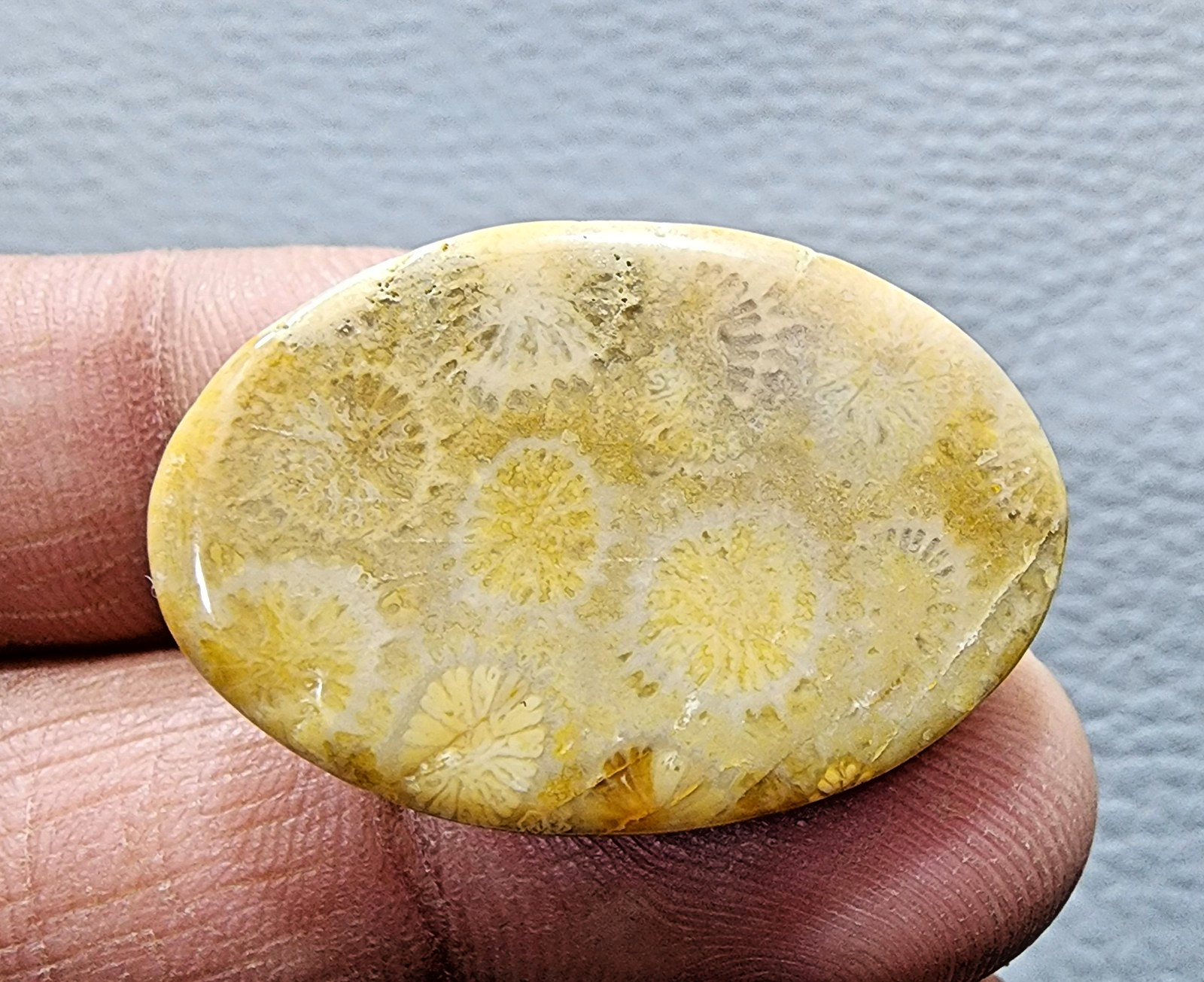 36.60Ct Yellow Fossil Coral Oval Shape Gemstone Cabochon For Jewelry Making