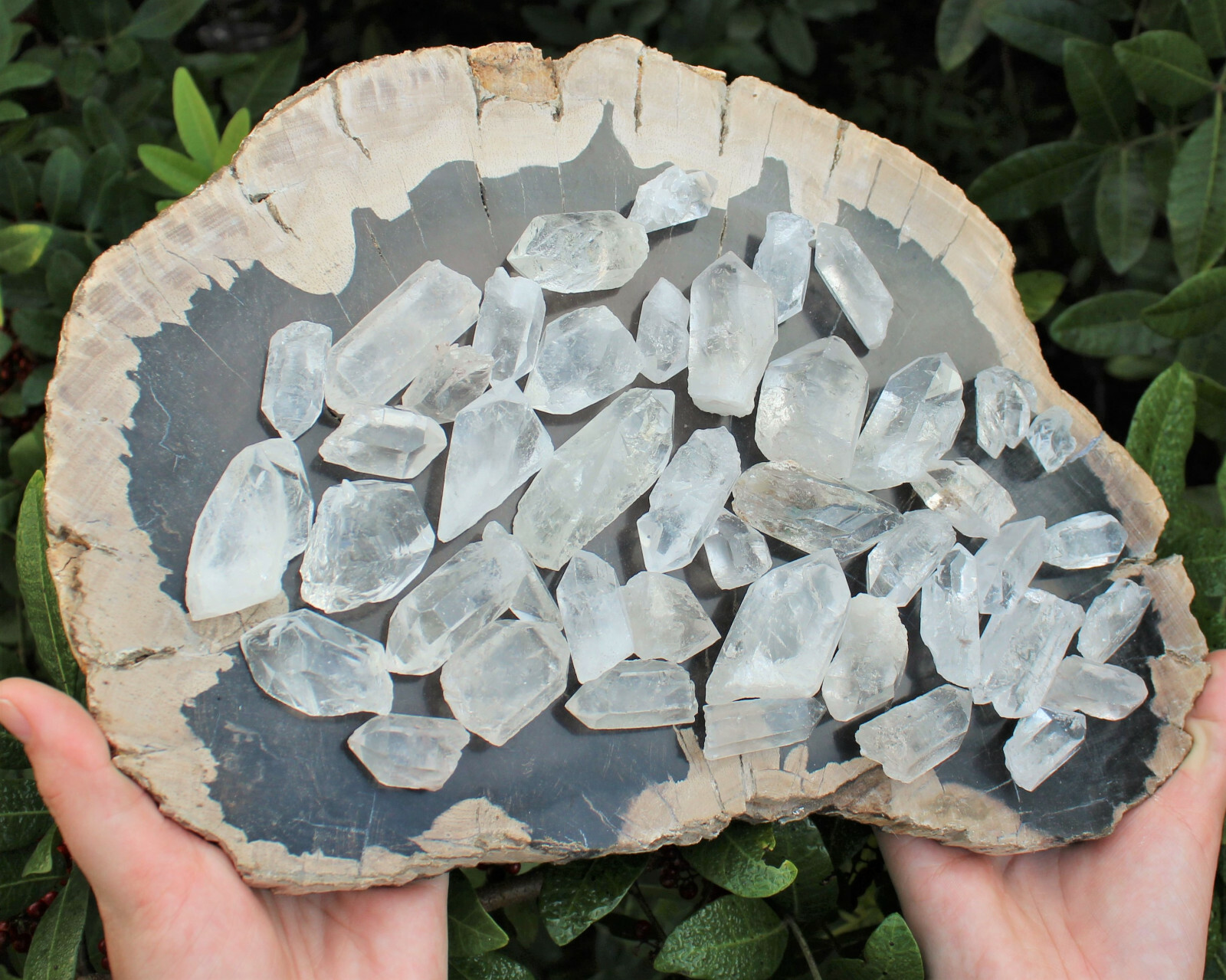 Clear Quartz Points Crystal Collection 1/2 Lb (8 oz) Natural Specimens in Box