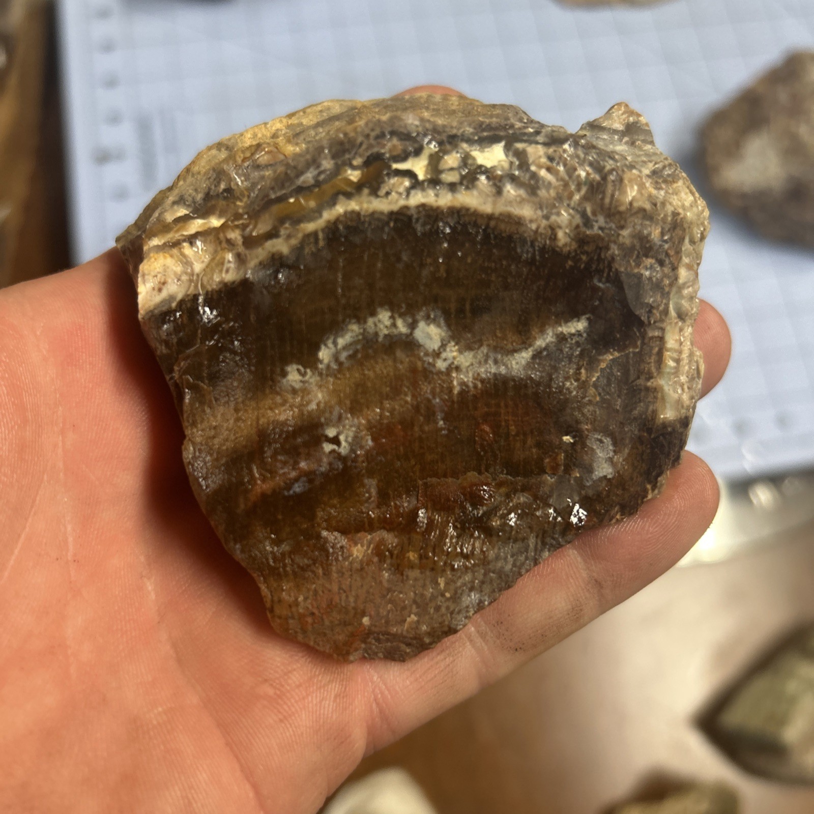 Unknown Petrified Wood End Cuts 3 Pieces. Total 1 Lb 6 Oz. Pretty Pieces