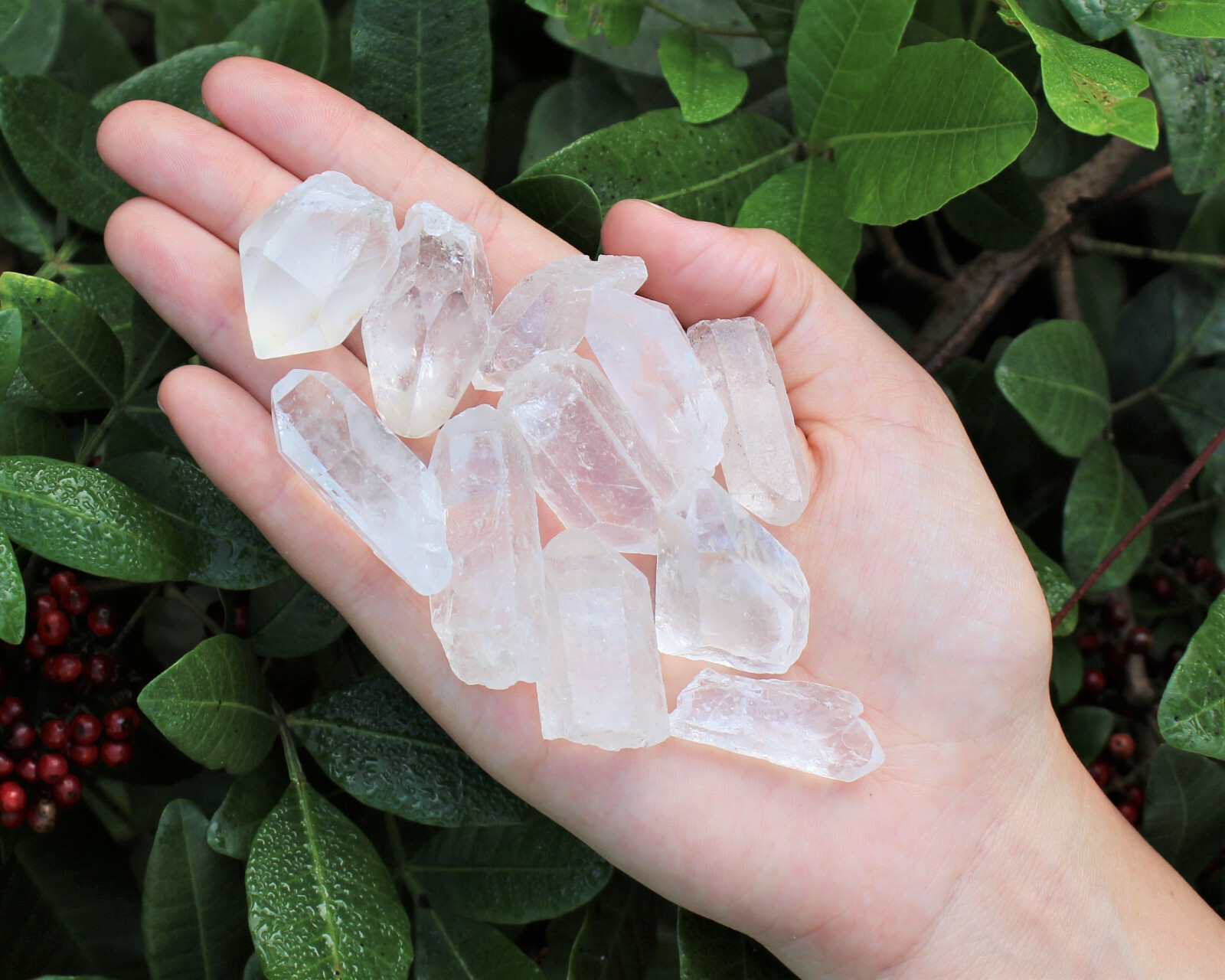 Clear Quartz Points Crystal Collection 1/2 Lb (8 oz) Natural Specimens in Box