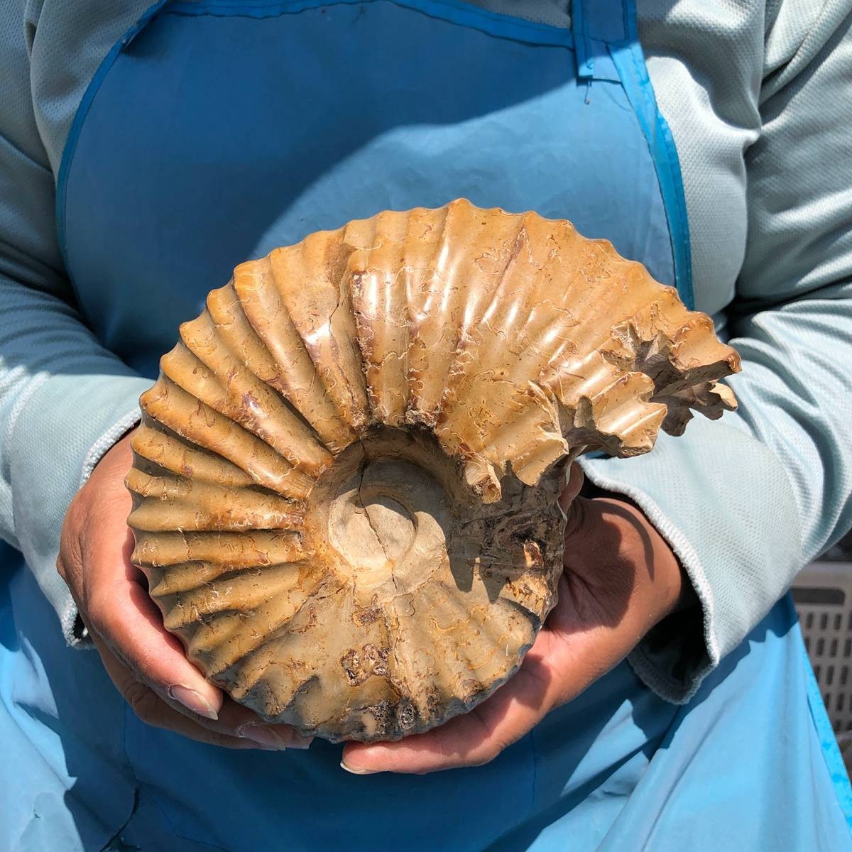 4.18LB Natural Polished Ammonite Fossil with Suture Detail healing
