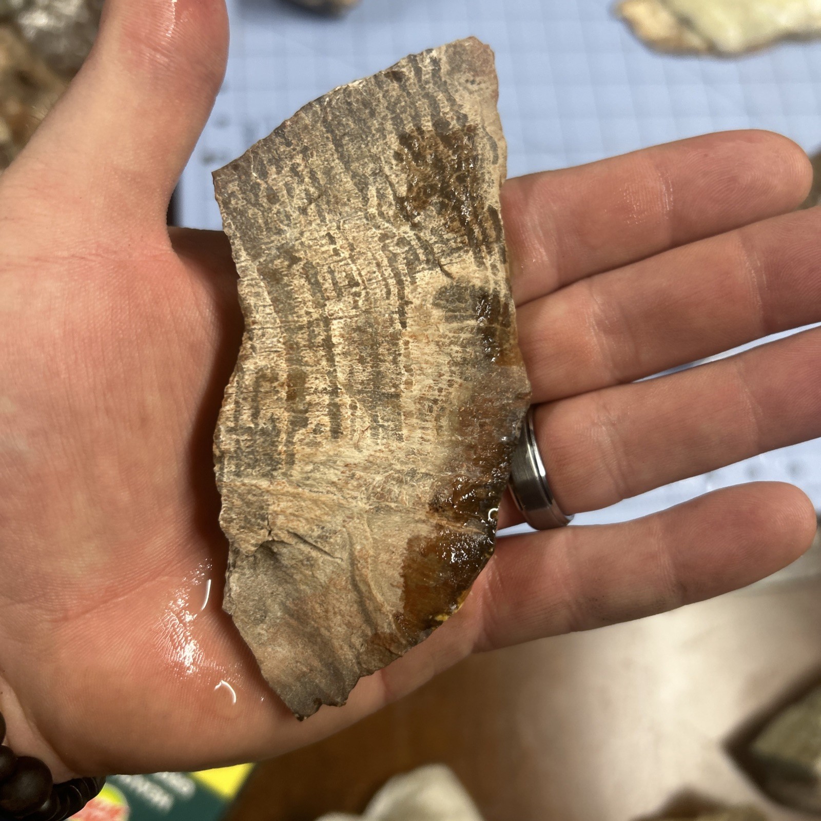 Unknown Petrified Wood End Cuts 3 Pieces. Total 1 Lb 6 Oz. Pretty Pieces