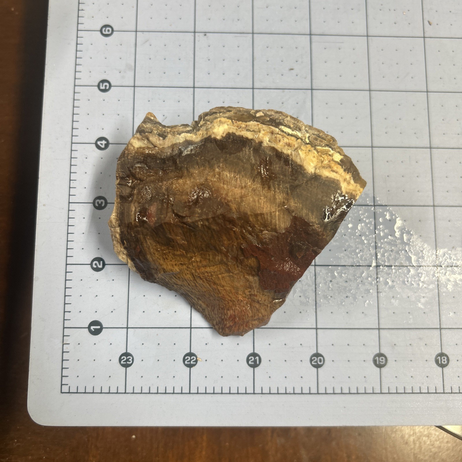 Unknown Petrified Wood End Cuts 3 Pieces. Total 1 Lb 6 Oz. Pretty Pieces