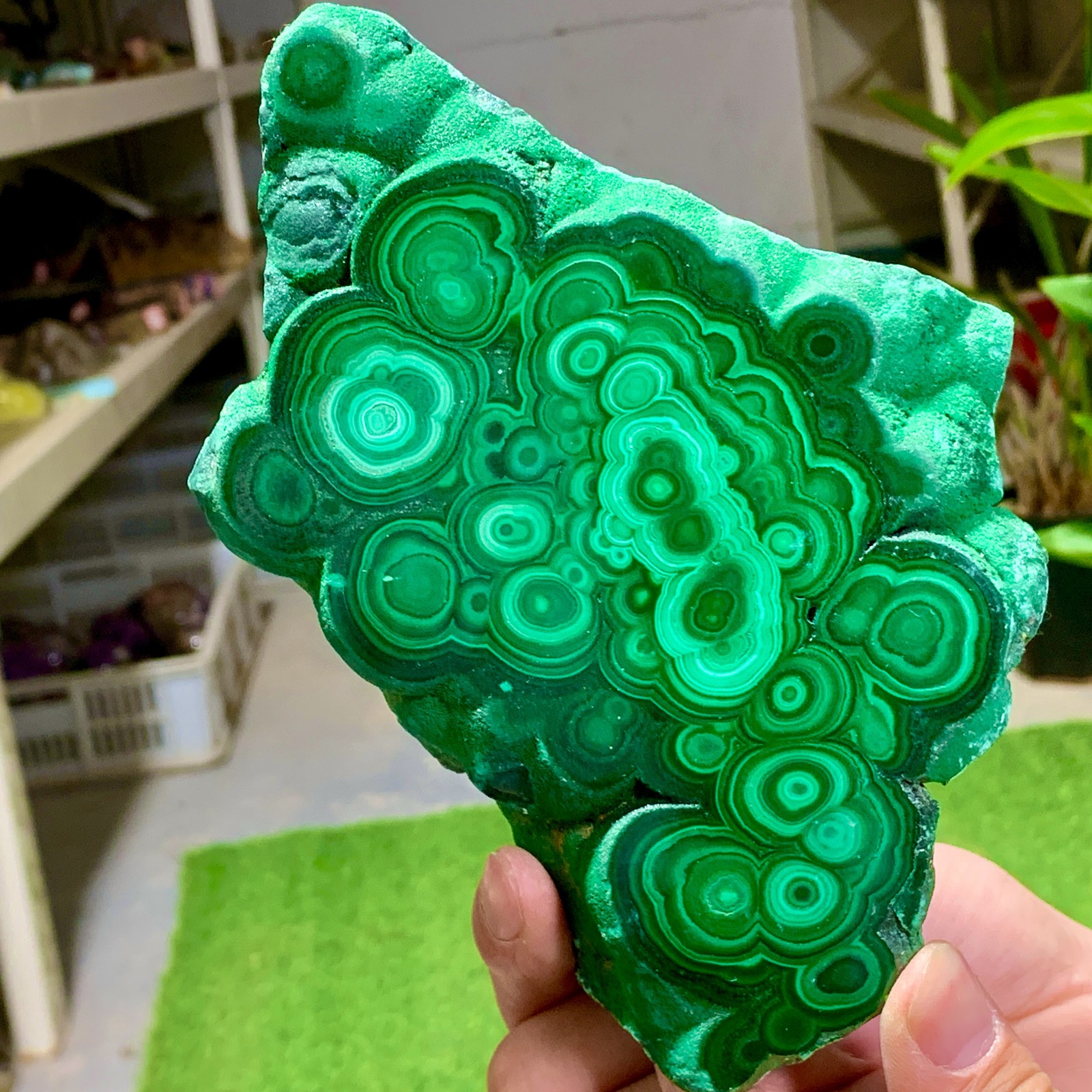 1.92LB Natural glossy Malachite transparent cluster rough mineral sample healing