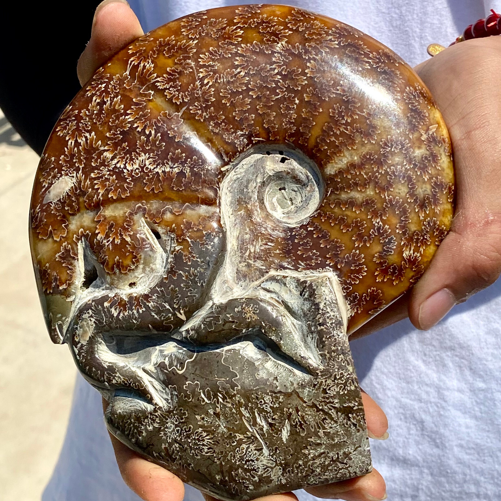 1.92LB Rare natural polished Natural conch fossil specimens of Madagascar