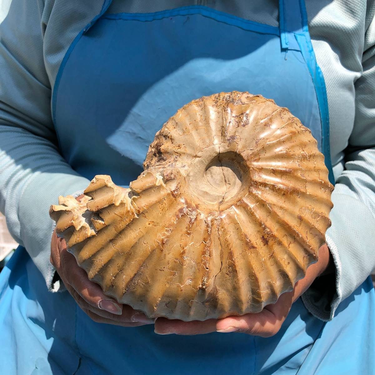 4.18LB Natural Polished Ammonite Fossil with Suture Detail healing