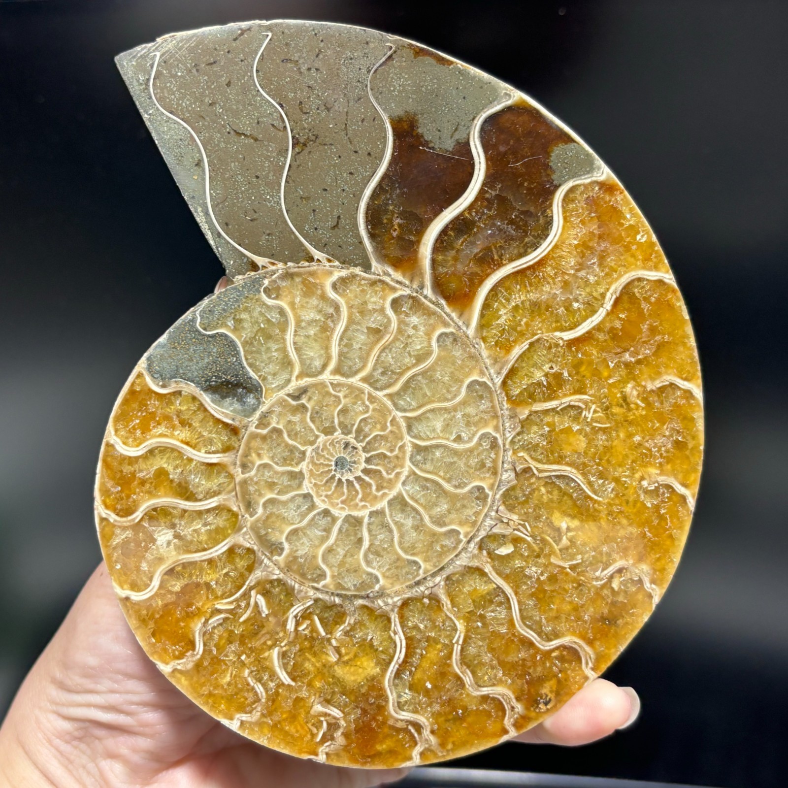 TOP 200G+ Natural ammonite fossil conch crystal specimen healing care 1pc