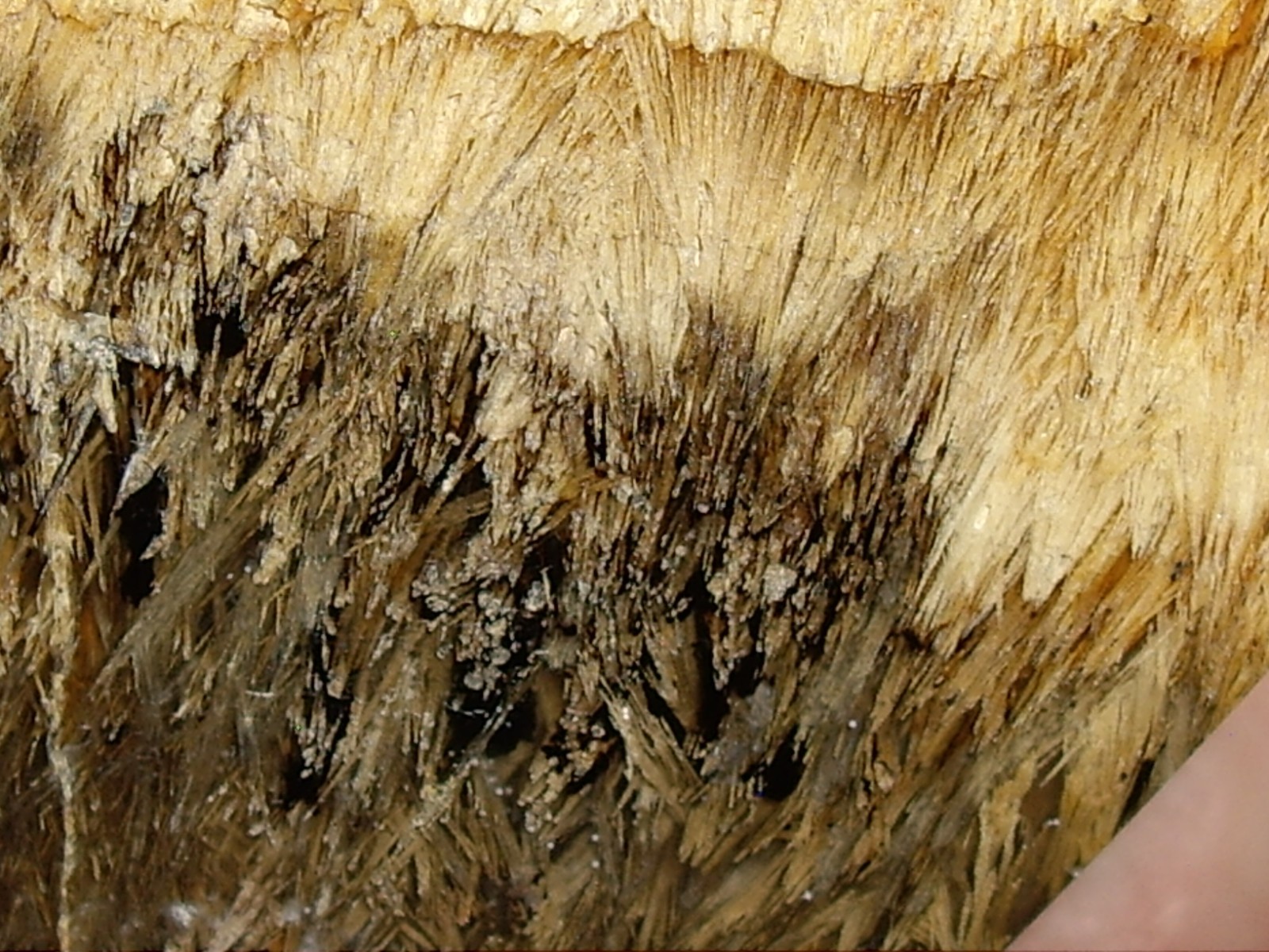 Fantastic Sagenite Agate Polished Freeform w/ Unknown Fibrous Inclusions 144.6g
