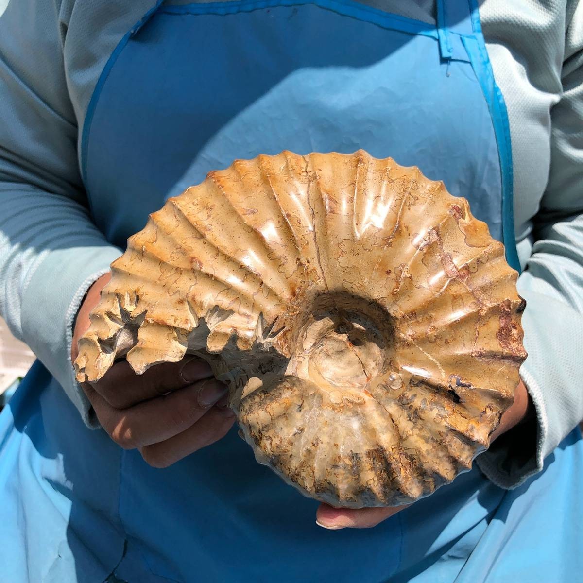 4.18LB Natural Polished Ammonite Fossil with Suture Detail healing