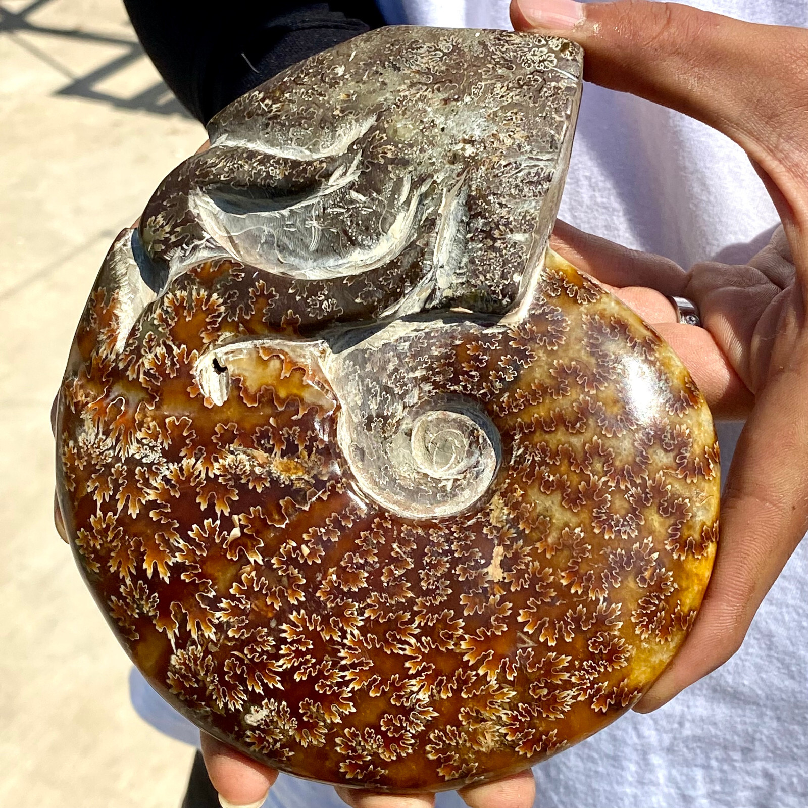 1.92LB Rare natural polished Natural conch fossil specimens of Madagascar