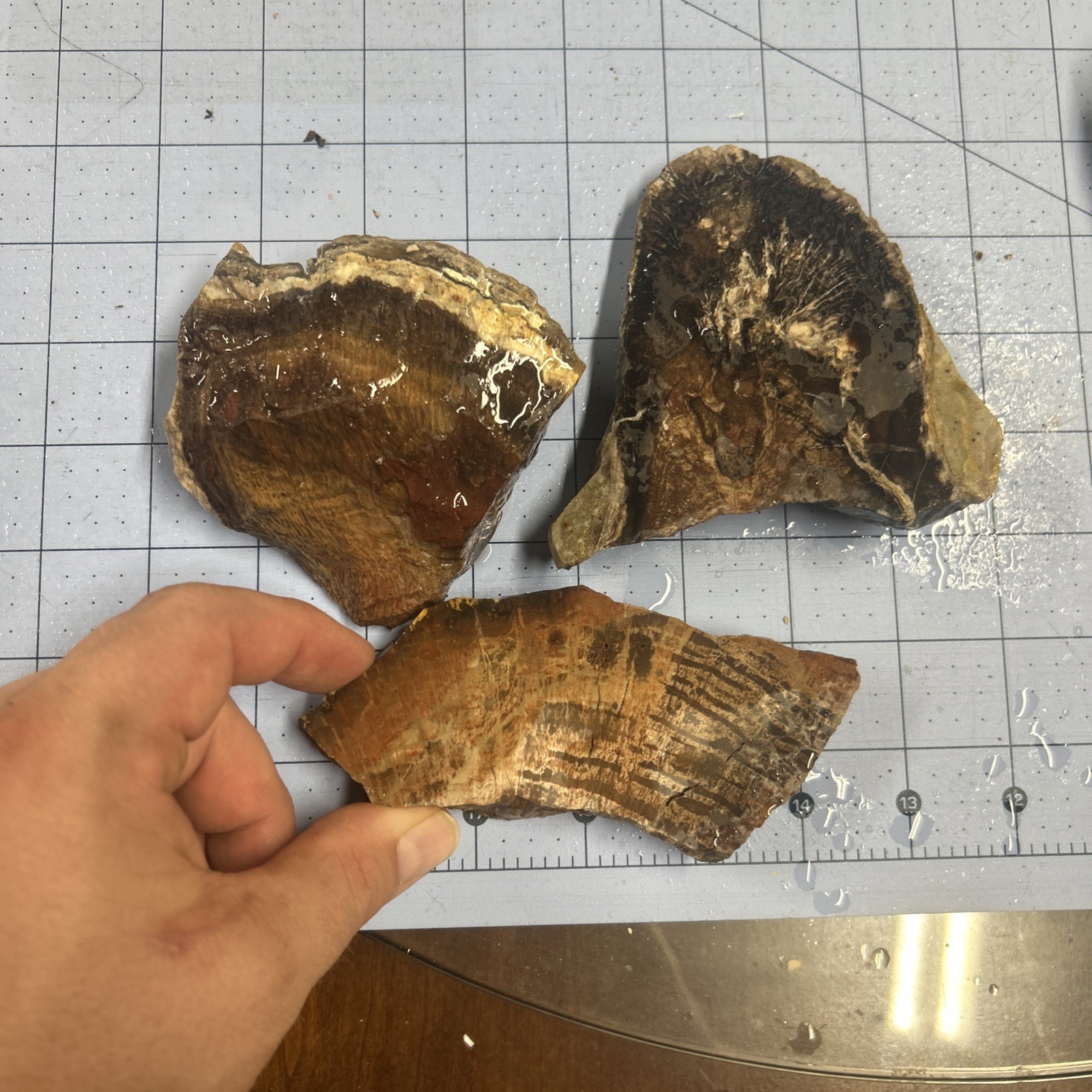 Unknown Petrified Wood End Cuts 3 Pieces. Total 1 Lb 6 Oz. Pretty Pieces