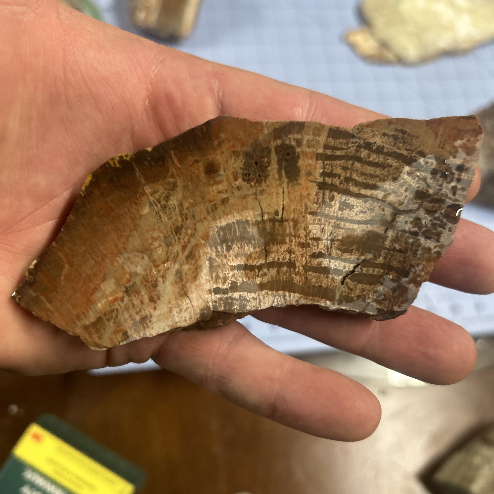 Unknown Petrified Wood End Cuts 3 Pieces. Total 1 Lb 6 Oz. Pretty Pieces