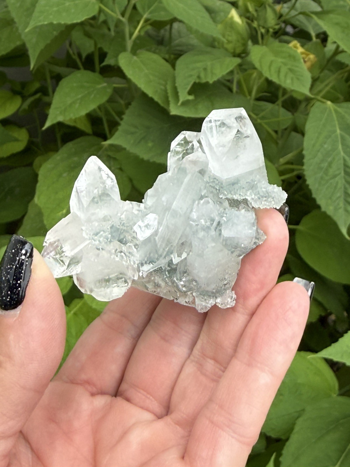 Natural Green Apophyllite Crystal Cluster India Mineral Specimen Collector