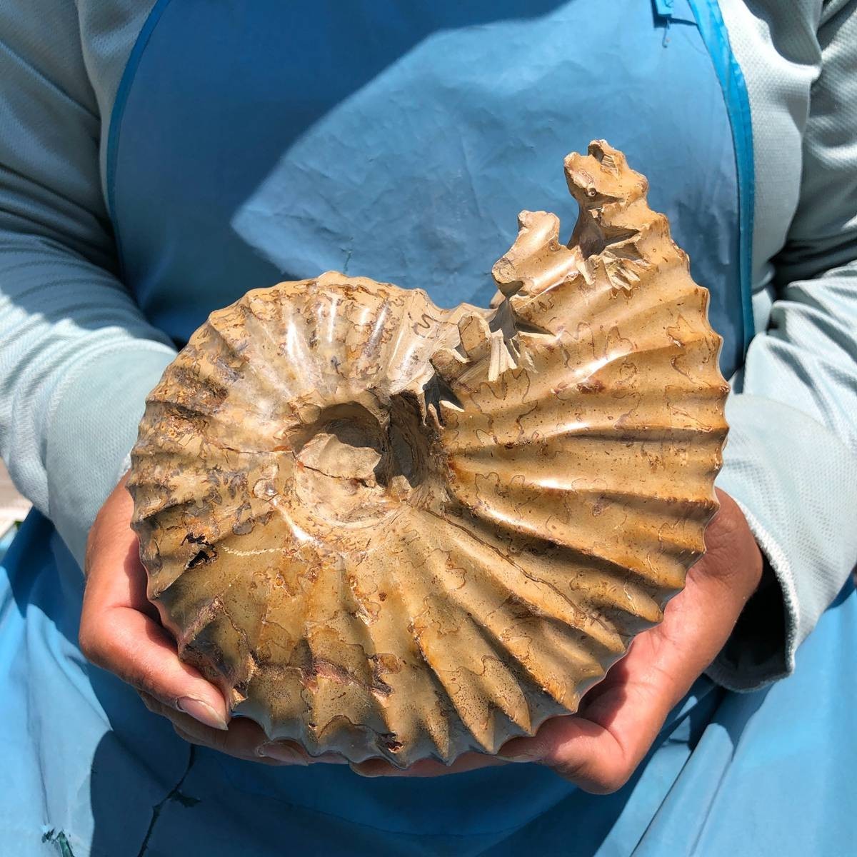 4.18LB Natural Polished Ammonite Fossil with Suture Detail healing
