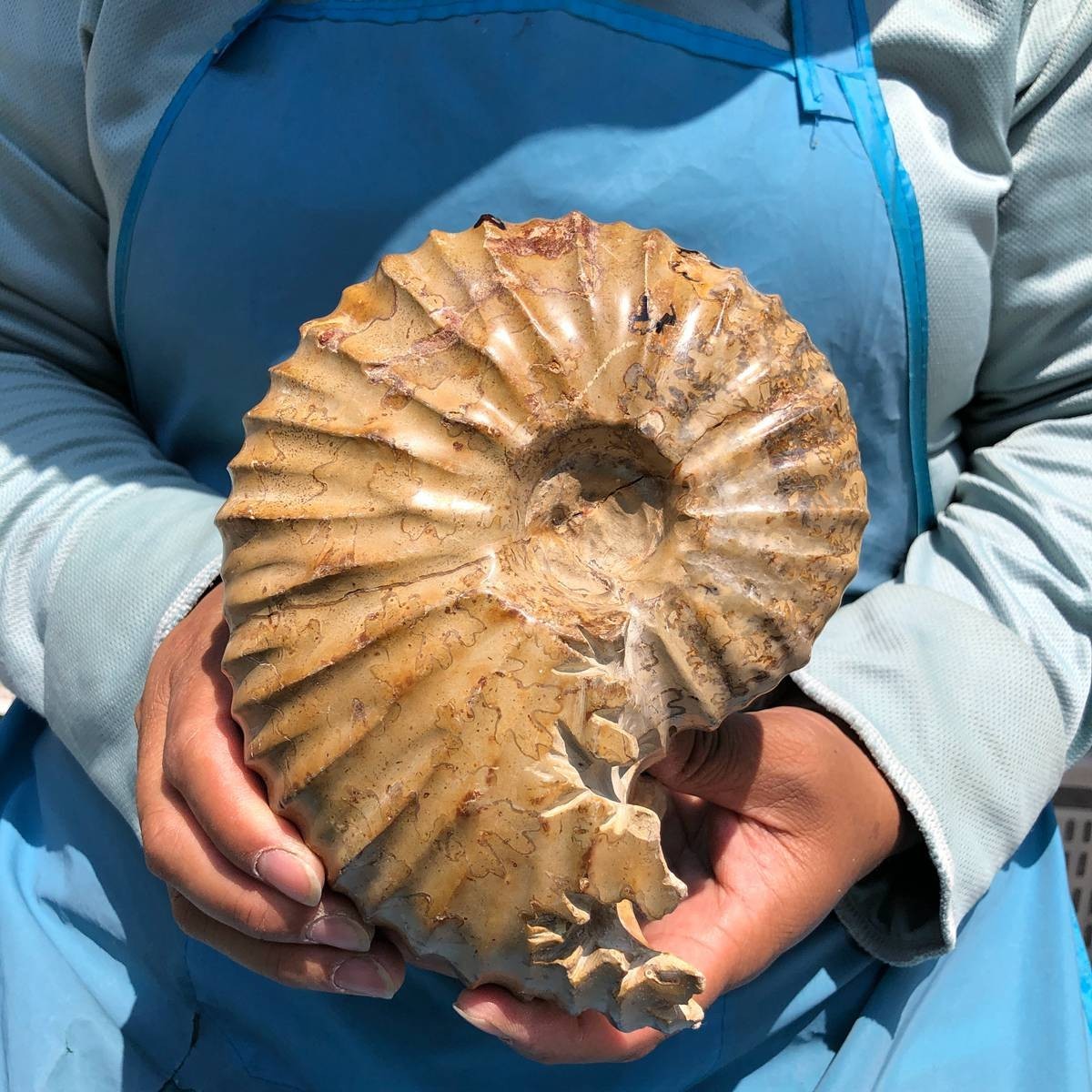 4.18LB Natural Polished Ammonite Fossil with Suture Detail healing